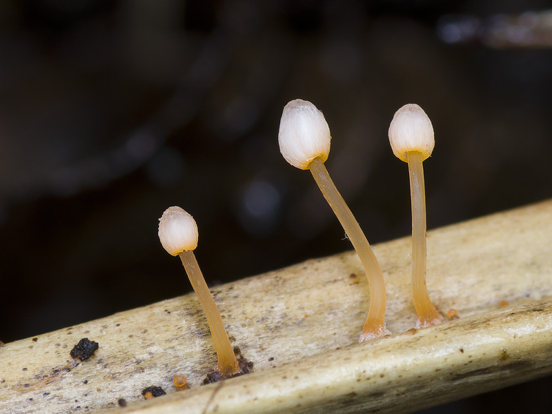 Mycena pterigena